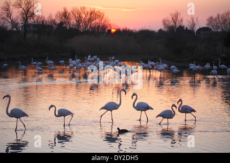 Coucher du soleil avec des flamants roses, le Parc Ornithologique du Pont de Gau, Camargue, France Banque D'Images