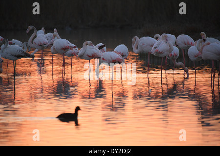 Coucher du soleil avec des flamants roses, le Parc Ornithologique du Pont de Gau, Camargue, France Banque D'Images