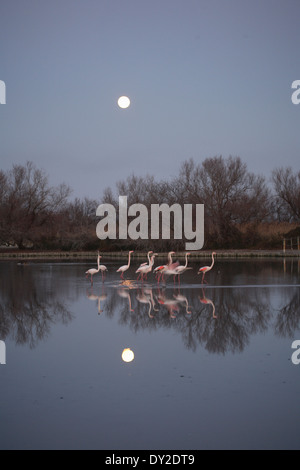 Coucher du soleil avec des flamants roses, le Parc Ornithologique du Pont de Gau, Camargue, France Banque D'Images