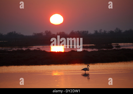 Coucher du soleil avec des flamants roses, le Parc Ornithologique du Pont de Gau, Camargue, France Banque D'Images