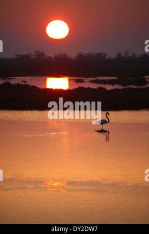 Coucher du soleil avec des flamants roses, le Parc Ornithologique du Pont de Gau, Camargue, France Banque D'Images