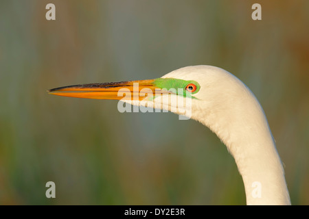 Grande Aigrette, aigrette garzette, Grande Aigrette commune ou Grande Aigrette (Ardea alba, Casmerodius albus), Florida, USA Banque D'Images