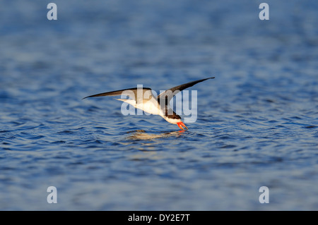 Skimmer Rynchops niger (noir), Merritt Island, Florida, USA Banque D'Images