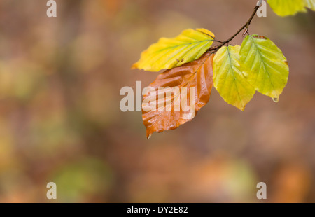 Un groupe isolé de pluie les feuilles d'automne ; The Blean Woods, Kent. Banque D'Images