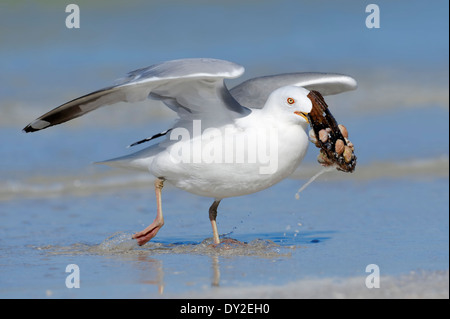 American Herring Gull Mouette au Smithsonian ou shell (Larus smithsonianus, Larus argentatus smithsonianus), Florida, USA Banque D'Images