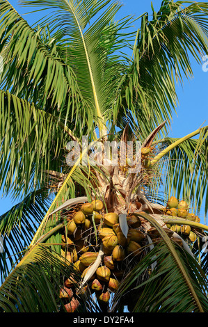 Cocotier (Cocos nucifera), coco, le parc national des Everglades, Florida, USA Banque D'Images