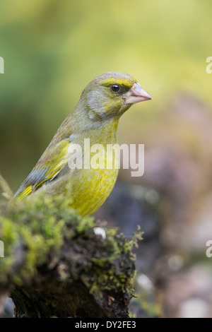 Verdier d'Europe mâle adulte (Chloris chloris) perché sur une branche Banque D'Images