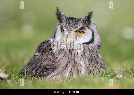 Southern white-faced Ptilopsis (subvention) assis dans l'herbe courte Banque D'Images