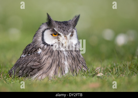 Southern white-faced Ptilopsis (subvention) assis dans l'herbe courte Banque D'Images