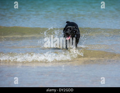 Labrador noir s'amuser dans la mer Banque D'Images