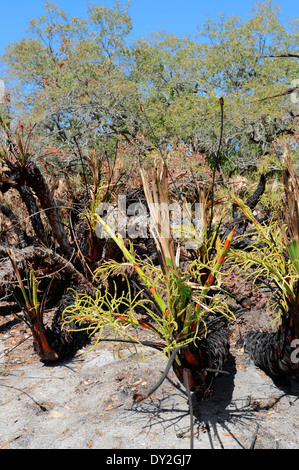 Grumes de palmettes après feu de forêt (Serenoa repens), le Fort De Soto Park, Florida, USA Banque D'Images