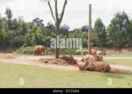 Rhinoceros dans Australia Zoo Banque D'Images