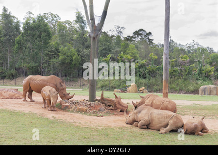 Rhinocéros Banque D'Images