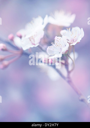 La floraison des sakura japonais, le jardin floral abstrait arrière-plan, papier peint naturel de rêve, faible profondeur de champ Banque D'Images