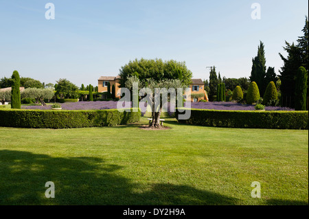 La façade extérieure d'un mas provençal vu de jardin de lavande, cyprès et buxus Banque D'Images