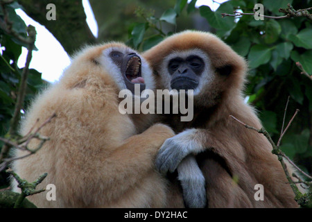 Deux Gibbons Lar ou blanc remis (Hylobates lar) gibbons ensemble dans un arbre, l'un criant Banque D'Images