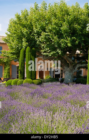 La façade extérieure d'un mas provençal vu de jardin de lavande, cyprès et buxus Banque D'Images