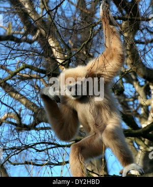 Gibbons ou White-Handed gibbon (Hylobates lar) dans un arbre Banque D'Images