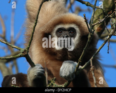 Gibbons ou White-Handed gibbon (Hylobates lar) dans un arbre, gros plan de la tête Banque D'Images