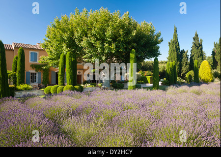 La façade extérieure d'un mas provençal vu de jardin de lavande, cyprès et buxus Banque D'Images