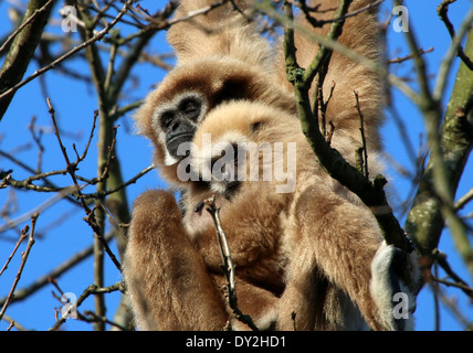 Gibbons ou White-Handed gibbon (Hylobates lar) mère dans un arbre avec jeune Banque D'Images