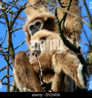 Gibbons ou White-Handed gibbon (Hylobates lar) avec jeune Banque D'Images