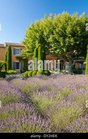 La façade extérieure d'un mas provençal vu de jardin de lavande, cyprès et buxus Banque D'Images