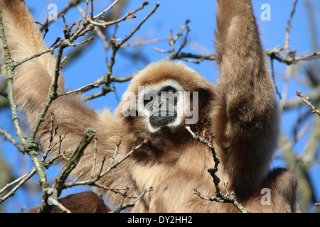 Gibbons ou White-Handed gibbon (Hylobates lar) dans un arbre, gros plan de la tête Banque D'Images