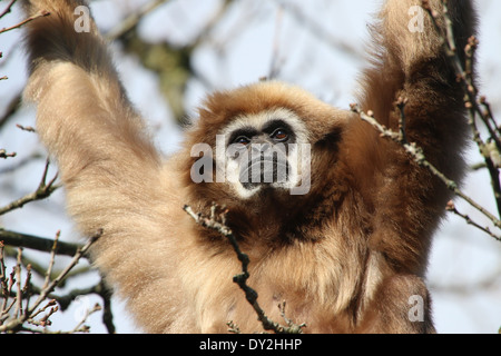 Gibbons ou White-Handed gibbon (Hylobates lar) dans un arbre, gros plan de la tête Banque D'Images