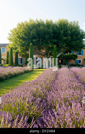 La façade extérieure d'un mas provençal vu de jardin de lavande, cyprès et buxus Banque D'Images