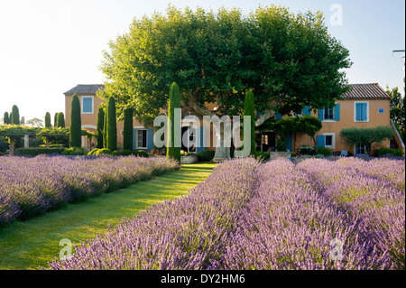 La façade extérieure d'un mas provençal vu de jardin de lavande, cyprès et buxus Banque D'Images