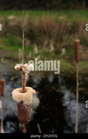 Reedmace géant Banque D'Images