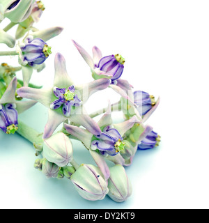 Blanc et violet fleur, fleur de la Couronne, l'Asclépiade, Indien géant Swallowwort gigantesque (calotropis gigantea) Banque D'Images