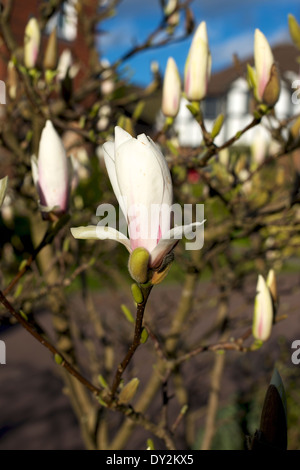 La floraison Magnolia x soulangeana 'Alba Superba' (Magnolia 'Alba Superba') dans un jardin de Surrey en Mars Banque D'Images