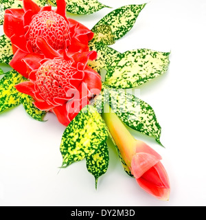 Fleurs colorées, rouge de porcelaine (Etlingera elatior), isolé sur un fond blanc, avec les feuilles vertes Banque D'Images