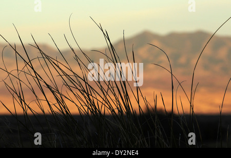 Les prairies couvrent les contreforts des montagnes au nord de Santa Rita, Arziona Sonoita, USA, dans le désert de Sonora. Banque D'Images