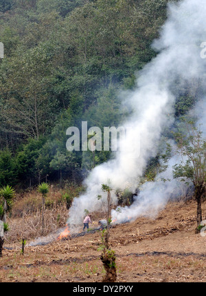 Un homme travaille l'annulation d'un champ au bord d'mouintain forêt. Santa Catarina Ixtahuacan, Banque D'Images