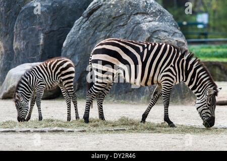 Berlin, Allemagne. Le 04 Avr, 2014. Un zèbre des plaines [Equus quagga] poulain mange le foin avec un autre moule au zoo de Berlin, Allemagne, 04 avril 2014. En mars deux poulains sont nés dans le zoo. Photo : Hauke-Christian Dittrich/dpa/Alamy Live News Banque D'Images