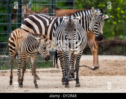 Berlin, Allemagne. Le 04 Avr, 2014. Un zèbre des plaines [Equus quagga] poulain (L) avec d'autres zèbres au zoo de Berlin, Allemagne, 04 avril 2014. En mars deux poulains sont nés dans le zoo. Photo : Hauke-Christian Dittrich/dpa/Alamy Live News Banque D'Images