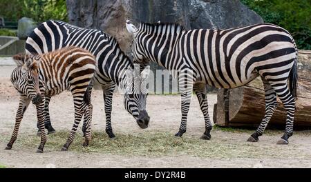 Berlin, Allemagne. Le 04 Avr, 2014. Un zèbre des plaines [Equus quagga] poulain (L) avec d'autres zèbres au zoo de Berlin, Allemagne, 04 avril 2014. En mars deux poulains sont nés dans le zoo. Photo : Hauke-Christian Dittrich/dpa/Alamy Live News Banque D'Images