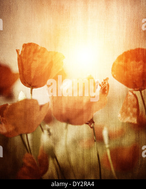 Grunge style photo de beau champ de fleurs coquelicots rouges dans le coucher du soleil la lumière, style retro photo, abstract floral background Banque D'Images