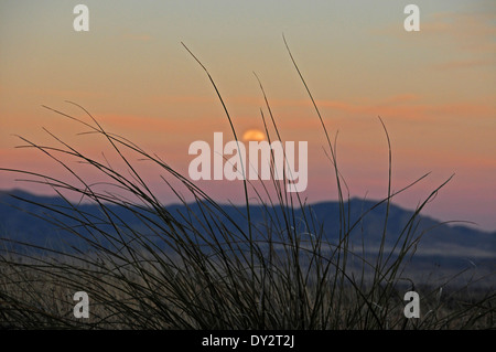 Les prairies couvrent les contreforts des montagnes de Santa Rita au nord de Sonoita, Arizona, USA, dans le désert de Sonora. Banque D'Images