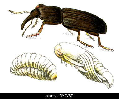 Charançon du blé d'insectes (Sitophilus granarius). Banque D'Images