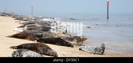 Colonie de phoques gris, Halichoerus grypus, hissé sur une plage de sable à Horsey, Norfolk, Angleterre Banque D'Images