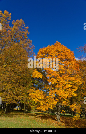 Couleurs de l'automne, Parc de Lidice, République Tchèque Banque D'Images