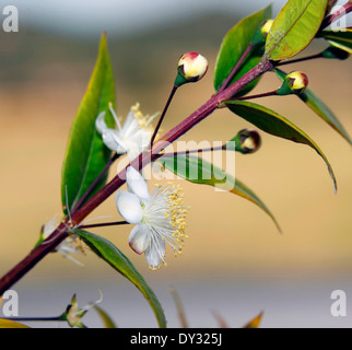 Les fleurs et les feuilles de myrte (Myrtus communis) île de San Pietro Sardaigne Banque D'Images