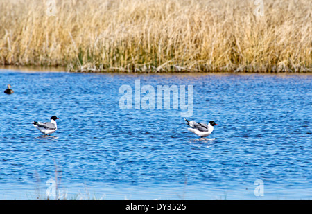 La Mouette de Franklin dans un lac marécageux de l'Alberta, au Canada au printemps. Banque D'Images