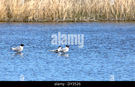 Trois la Mouette de Franklin dans un lac marécageux de l'Alberta, au Canada au printemps. Banque D'Images