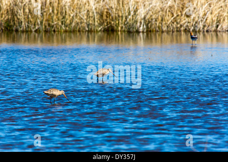 Une paire de la Barge marbrée dans un lac Marsh dans le sud de l'Alberta, au Canada une Avocette d'en arrière-plan. Banque D'Images