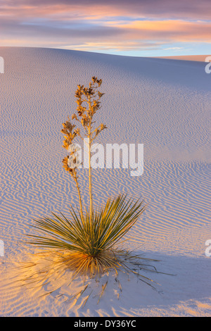 White Sands National Monument, près de Alamagordo, Nouveau Mexique, partie de la désert de Chihuahuan. Banque D'Images